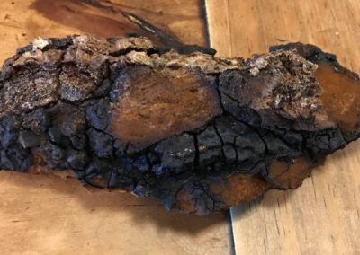 photo of a brown burnt-looking mushroom