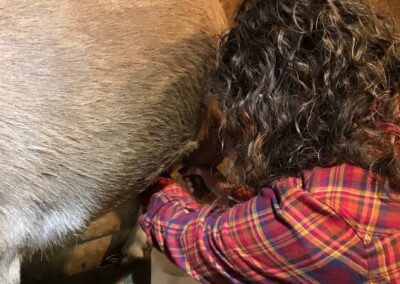 Woman milking a goat